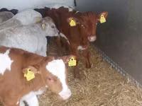 Bulle, Simmental cattle — Foto 4