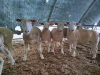 Sheep, Ile-de-France sheep — photo 1
