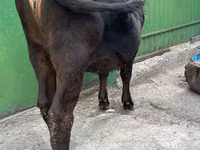 गाय, अलाताऊ नस्ल — फ़ोटो 2