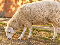 雌羊, British  Milksheep — 写真 2