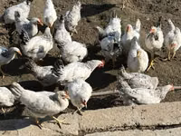 Chickens — Foto 2