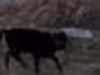 Taureau, Swedish red cattle — photo 5