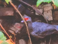 Ducks — Foto 1