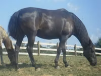 Kuda betina, Black Sea breed — foto 2