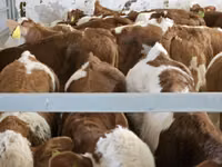Taureau, Simmental cattle — photo 4