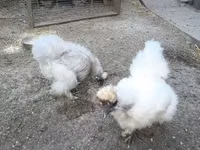 gallina danesa — foto 1