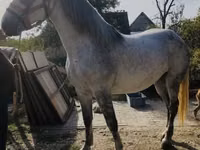 घोड़ी, Andalusian horse — फ़ोटो 1
