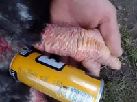 Chickens — photo 1