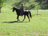 Stute, Tennessee Walking Horse — Foto 8
