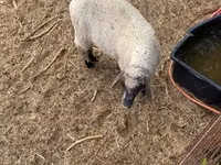 Carnero, Tsigai sheep — foto 4