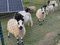 Oveja, Cerry Hill sheep — foto 7