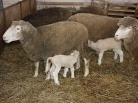 Bélier, Dorset horn sheep — photo 3
