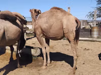 إبل (دفعة، الجنس غير محدد), Kazakh Bactrian camel — الصورة 4