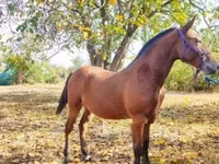 Kuda jantan, Nonius horse — foto 3