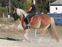 حصان, Gypsy horse — الصورة 4