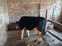 Toro, Russian Black pied cattle — foto 3