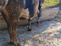 Vache, Race Alatauskaya — photo 6