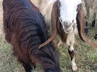 Chèvre, Damask goat — photo 1