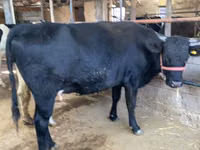 Vaca, Raza Holstein — foto 2