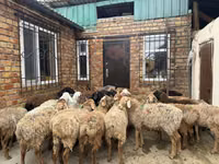 मेढ़ा, Rhon sheep — फ़ोटो 2