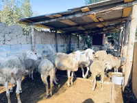 Carnero, Merinoland sheep — foto 3