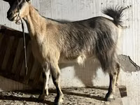 雌ヤギ, Alpine goat — 写真 1