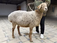 Schaf, Arashan sheep — Foto 5