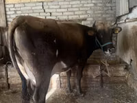 Vaca, Raza Holstein — foto 2