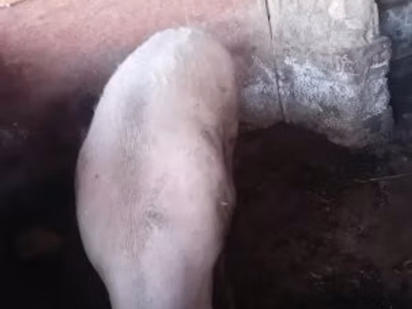 Babi jantan, Pigs