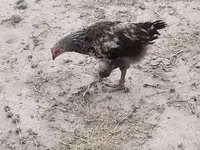 Czech Gold Brindled Hen — photo 2