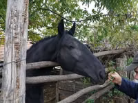 Stute, Nonius horse — Foto 1