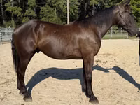 Cheval, Chevaux — photo 1