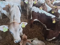 Bulle, Limousin-Kuh — Foto 1