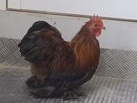 Pekin-Zwerg — Foto 5