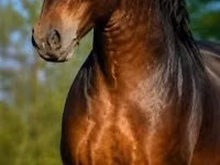 Kuda jantan, Horses — foto 2