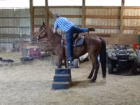 Caballo, Standardbred — foto 6