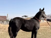 Kuda jantan, Arabian horse — foto 1