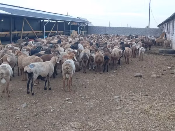 雄羊, Rhon sheep