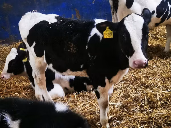 母牛, Holstein breed