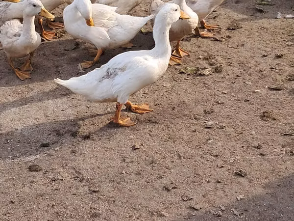 American Pekin