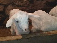 Ziegenbock, Saanen goat — Foto 7