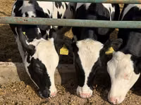 雌牛, Russian Black pied cattle — 写真 1