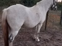 Stute, Falabella — Foto 2