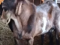 Ziegenbock, Nubian Goat — Foto 3