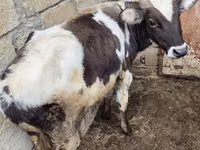 सांड, एबरडीन - एंगस — फ़ोटो 3