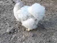 gallina danesa — foto 4