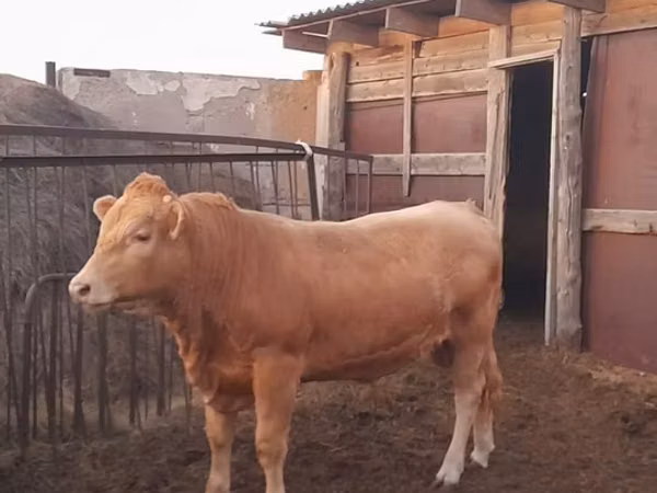 公牛, Auliyeatinskaya breed