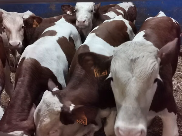 Bulle, Simmental cattle