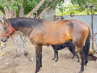 Kuda jantan, Thoroughbred horse — foto 3