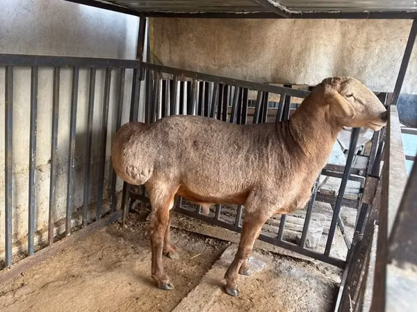 Widder, Arashan sheep